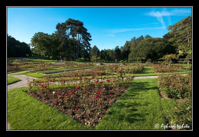 168 La roseraie du parc des Eaux Vives